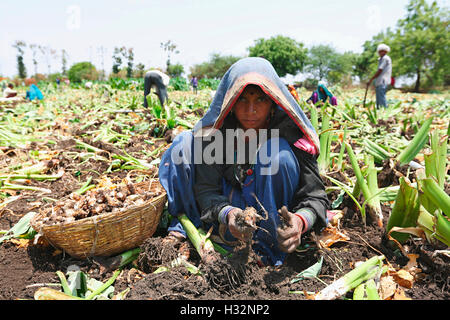 Frau in Arvi Bereich arbeiten, Bhilala Stamm, Indore, Ichhapur Straße, Kumthi Dorf, Madhya Pradesh Stockfoto