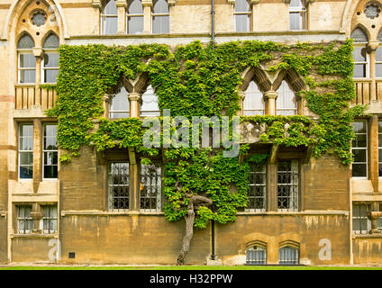 Alte Anlage mit dichtem Laub wachsen als Spalier an Wand & um die Fenster des historischen Gebäudes in der Christ Church, Oxford, England Stockfoto