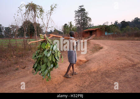 Mann mit Brennholz, KHAIRWAR Stamm, Chiniya Dorf, Dist Balrampur, Chattisgarh, Indien Stockfoto