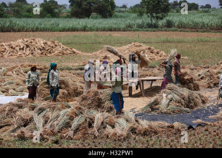 Stammes-Leute Entspelzen die Körner in einem Dorf in der Nähe von Surat, Gujarat, Indien Stockfoto