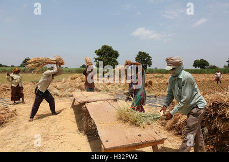 Stammes-Leute Entspelzen die Körner in einem Dorf in der Nähe von Surat, Gujarat, Indien Stockfoto