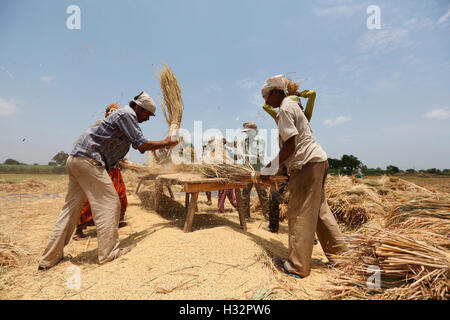 Stammes-Leute Entspelzen die Körner in einem Dorf in der Nähe von Surat, Gujarat, Indien Stockfoto