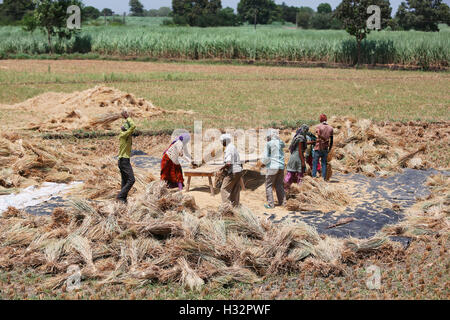 Stammes-Leute Entspelzen die Körner in einem Dorf in der Nähe von Surat, Gujarat, Indien Stockfoto