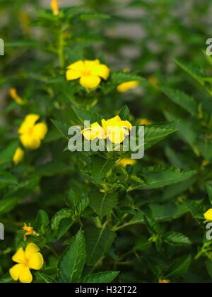 Closeup Schuss von Ramgoat Dashalong, gelbe Erle, gelb elder, Salbei, rose, Westindische Holly oder Turnera ulmifolia Stockfoto