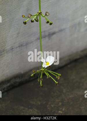 Closeup Aufnahme von Burhead, schleichende Burhead, Texas Schlamm Baby, Spaten-Blatt Schwert oder Echinodorus cordifolius Stockfoto