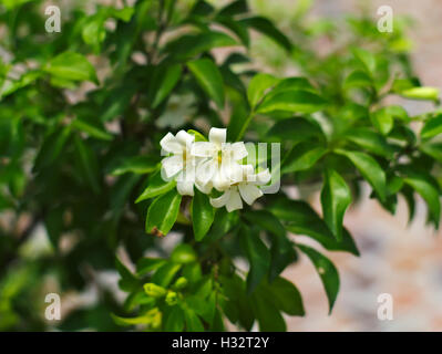 Closeup Aufnahme von Orange Jessamine, Satin-Holz, Cosmetic Bark Tree, Chinese Box, Mock Orange, Limette, Lakeview Jasmin mock Stockfoto