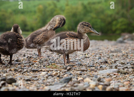 Drei junge Stockenten am Ufer von einem schottischen Loch stehen. Stockfoto