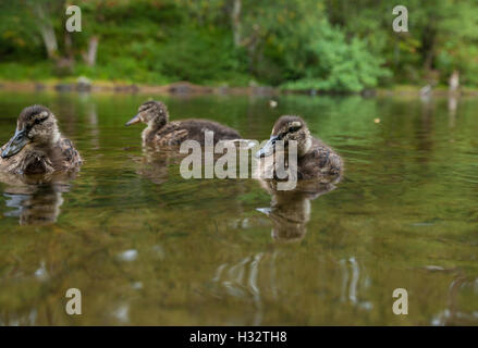 Drei junge Stockenten schwimmen auf einem schottischen Loch. Stockfoto