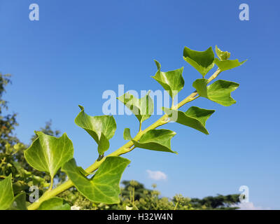 Efeu; Hedera, helix Stockfoto