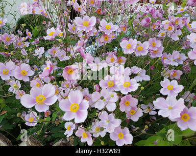 Herbstanemone Anemone tomentosa Stockfoto