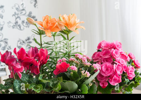 Sind mehrere Topfblumen auf Tisch im Zimmer Stockfoto