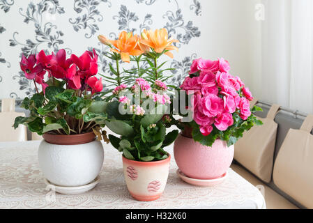 Sind mehrere Topfblumen auf Tisch im Zimmer Stockfoto