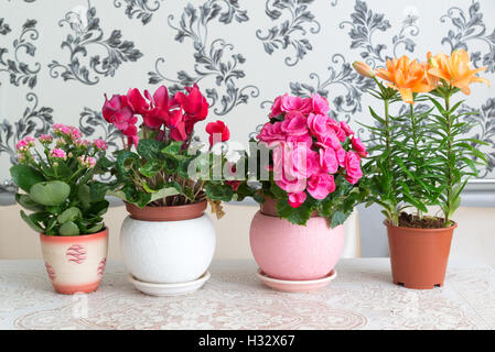 Sind mehrere Topfblumen auf Tisch im Zimmer Stockfoto