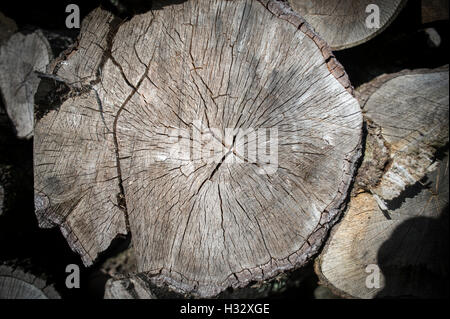 Nahaufnahme eines geschnittenen Log, Baumstamm. Stockfoto