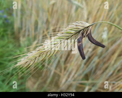 Mutterkornpilz; Claviceps Purpurea; Schädlingsarten Stockfoto