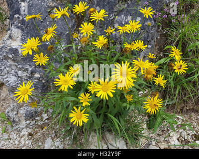 Ochsenauge, Buphthalmum, Salicifolium, Weidenblaettriges, Rindsauge Stockfoto
