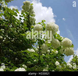 Grossblumiger, Schneeball; Viburnum, Carcephalum, Heilpflanze Stockfoto