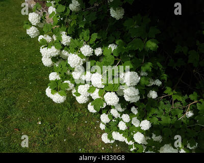 Grossblumiger, Schneeball; Viburnum, Carcephalum, Heilpflanze Stockfoto