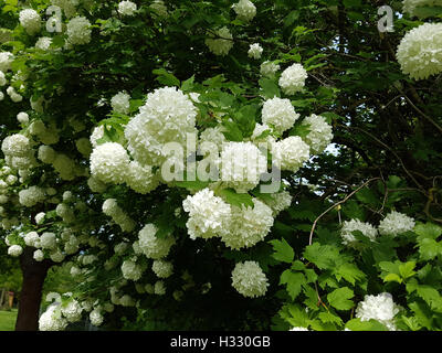 Grossblumiger, Schneeball; Viburnum, Carcephalum, Heilpflanze Stockfoto