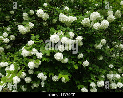 Grossblumiger, Schneeball; Viburnum, Carcephalum, Heilpflanze Stockfoto