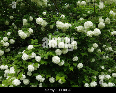 Grossblumiger, Schneeball; Viburnum, Carcephalum, Heilpflanze Stockfoto