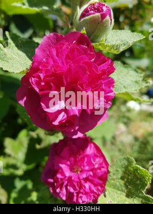 Stockrose; ALTHAIA; Rosea; Prominente lila, Heilpflanze Stockfoto