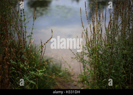 Detail des Grases am Rand des Teiches (Querformat). Stockfoto