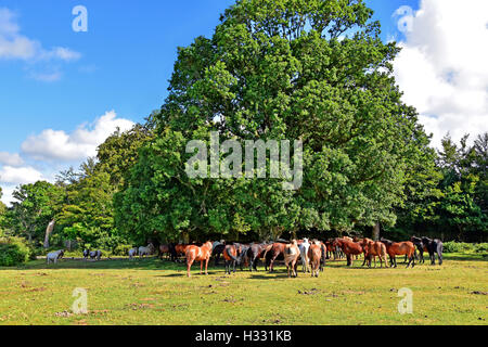 New Forest Ponys Zuflucht vor der Sonne unter einer Eiche. Stockfoto