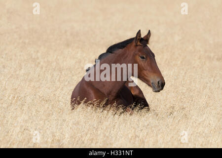 Wilder Mustang im trockenen Gräsern der Utahs Onaqui Herde Verwaltungsbereich ruht.  Roten Kastanien Mantel von schwarzen Mähne akzentuiert. Stockfoto