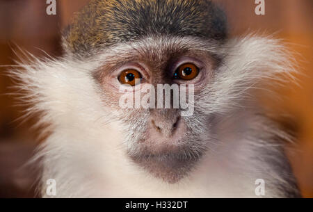 Junge weibliche Green Monkey ernsthaft auf der Suche direkt auf den Betrachter. Der Kampf für Tierrechte. Stockfoto