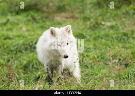 Polarwolf im Herbst Wald Stockfoto