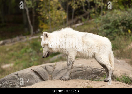 Polarwolf im Herbst Wald Stockfoto