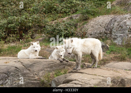 Polarwolf im Herbst Wald Stockfoto