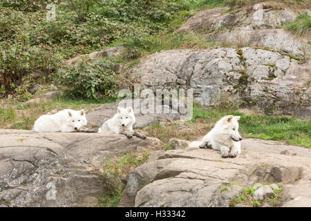 Polarwolf im Herbst Wald Stockfoto