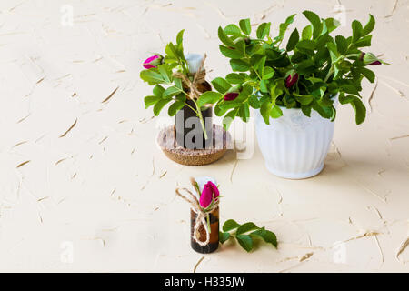 Rose ätherisches Öl in eine Flasche aus Glas auf einem Leuchttisch. In Medizin, Kosmetik und Aromatherapie verwendet. Frische Blumen und grünen lea Stockfoto