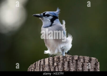 Vom Wind verwehten Blue Jay hocken auf Zaunpfosten Stockfoto
