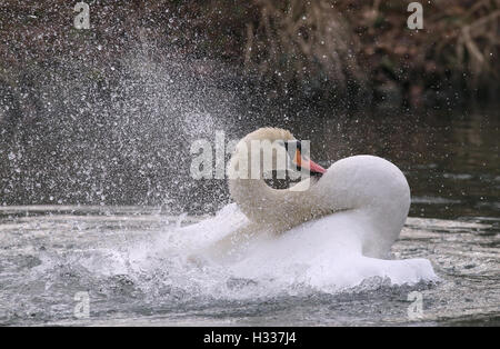 Höckerschwan (Cygnus Olor), Baden, Kemnade, North Rhine-Westphalia, Deutschland Stockfoto