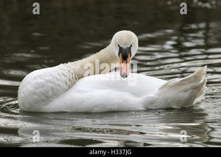 Höckerschwan (Cygnus Olor), Baden, Kemnade, North Rhine-Westphalia, Deutschland Stockfoto