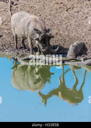 Warzenschwein (Phacochoerus Africanus) trinken am Wasserloch mit Reflexion der Impala (Aepyceros Melampus), Manyeleti Game Reserve Stockfoto