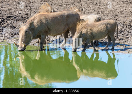 Warzenschweine (Phacochoerus Africanus) trinken am Wasserloch, Manyeleti Game Reserve, Südafrika Stockfoto