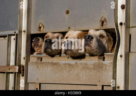 Fuchsjagd Hunde transportiert werden Köpfe durch Schienen der Trailer im Pferdeanhänger Stockfoto