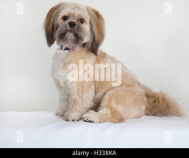 Shih-Tzu, Shitsu Hund, sitzen Sie Warnung Stockfoto