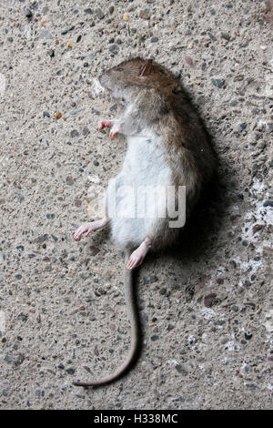 Gemeinsame lange tailed braune Ratte (Rattus Norvegicus) Toten Stockfoto