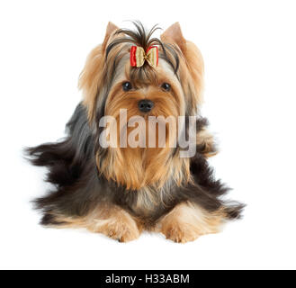 Schöne Yorkshire-Terrier Show Klasse mit perfekt präparierten Langhaar und Bogen. Stockfoto