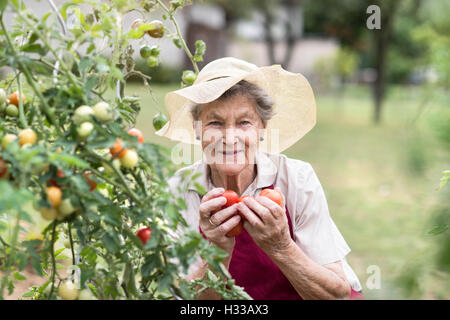 Ältere Frau in ihrem Garten mit Tomaten Stockfoto