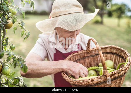 Ältere Frau in ihrem Garten ernten von Gemüse und Obst Stockfoto