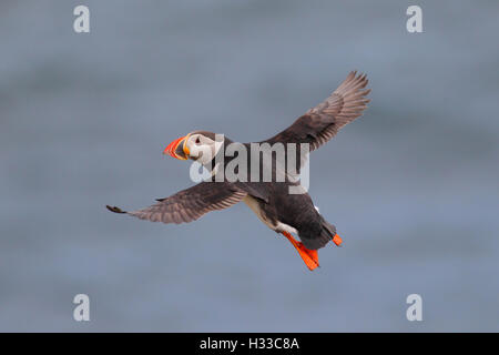 Adult Atlantik Papageitaucher Fratercula Arctica auf die Shiants, äußeren Hebriden, Schottland Stockfoto