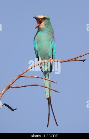 Erwachsenen Abessinier Rolle Coracias Abyssinicus thront in einem Baum in Gambia, Westafrika Stockfoto