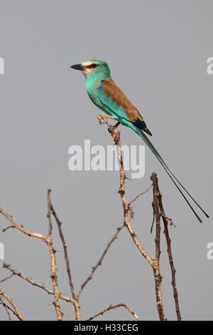 Erwachsenen Abessinier Rolle Coracias Abyssinicus thront in einem Baum in Gambia, Westafrika Stockfoto