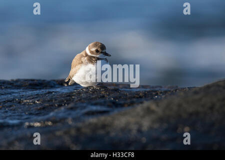 Semipalmated-Regenpfeifer (Charadrius Semipalmatus) Stockfoto